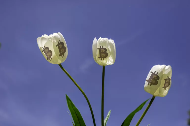 Tulip Mania Bitcoin