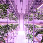 Financial feasibility of NFT system hydroponic farming in Indonesia